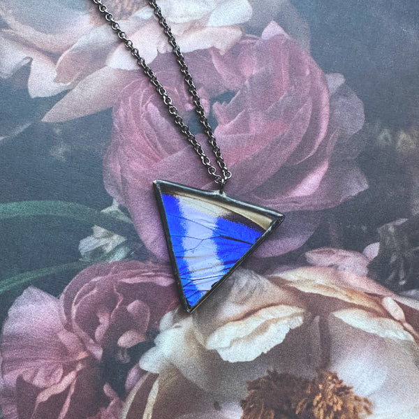 Morpho Helena Triangle RARE